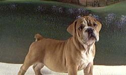 Registered English Bulldog Puppies For Sale&nbsp;
See pups and parents at www.fancys.net 
Call 713-868-9500 or email gds45@windstream.net