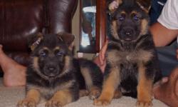 Registered German Shepherd puppies .................Text Us at (720) 523-8038...................... more info!