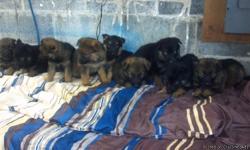 Sale: There is a total of three litters to choose from, ages from two to four weeks. Taking deposits now. Bloodlines are West Germany, great size and very intelligent. Puppies are black and tan also sables as well. All puppies come with full first set of