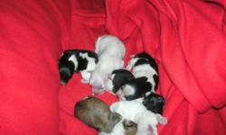 Now taking deposits on my Registered Havanese Puppies.
Puppies were born on Monday, June 13th.
They will be ready for their new homes the 1st week of August.
They will have their 1st vet check, shots, and deworming.
3 Males and 3 Females Available