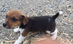 2 Jack Russell Puppies left. 2 males. &nbsp;Born 5/28/2016. 1 male is white/ tan- black, the other male is white- black / tan.&nbsp;Both parents are exceptional dogs very friendly with kids and adults. Love to work and play on the ranch. Have
