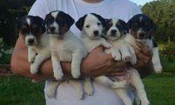 Type of Dog/Puppy: Jack Russell Terrier Puppies
Date of Birth: 6-4-16
Current Age: 5 weeks
Sex: Males
Date When Available: August 1,2016
Deposit Amount if under the age of 8 weeks: $150.00
Total Cost: $400
Shots Given: up to date when they go to new home