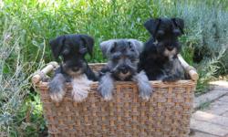3 puppies left for loving homes. tails doc, first shots done
please call 209-984-4469 or email cheep.jeep@hotmail.com