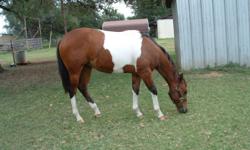 Lady Love foaled 6/14/2012. Very gental. Needs someone to&nbsp;care for&nbsp;her.
&nbsp;She will make a good ranch horse or gental enough for a kid horse