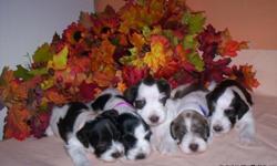 registered parti schnauzers
DOB 10-24-10
3 males & 2 females
(in color their seems to be:)
1 black and white (female)
1-tiny super dark brown & white (female)
1 brown and white (male)
2 very dark brown and white (males)
BOTH PARENTS R PARTI SCHNAUZERS