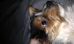 Baxter is a 14 week old tricolor parti male that needs to find a new home.&nbsp; Due to my health issues, my plans have changed and I will not be breeding Parti Yorkies.&nbsp; He is a beautiful, sweet, loving and funny little guy who loves to snuggle and