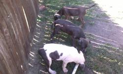 &nbsp;Pit Bull pupies for sale,&nbsp; all ADBA registered, shots from a vet and wormed.
1&nbsp;tri colored female,&nbsp;1&nbsp;blue brindle male, 1 fawn female.
Great&nbsp;dogs, need a GOOD SAFE&nbsp;&nbsp;home! NOT TIED TO A TREE OR A LIFE IN A
