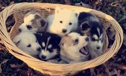 Registered Siberian Husky Puppies.Black and white, beautiful markings, blue eyes. Also pure white, blue eyes. Both males and females.&nbsp;Shots and wormed, vet check,health cert. and back dew claws will be off.They will be ready to go to new homes asap.