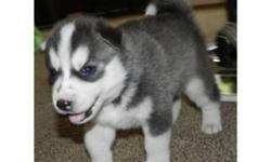 Max is the traditional male Siberian husky black/white, handsome, playful, and loving. Ready to go home.The female Elsa has been raised with children, with lots of TLC. All of our puppies are Family Raised.Interested family should text our cell phone
