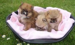 Gorgeous pedigree Pomeranian from Cream White and orange fur colored parents, with champion lines for stud services. All AKC regs and up to date on Shots/wormings and comes with records and with enhanced 5 generation pedigree to view and they very