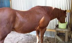 Located in Conroe near HWY 242 & FM 1485
&nbsp;&nbsp;&nbsp;&nbsp; Meet Pistol,&nbsp;he is a wonderful horse companion who has a good nature and gentle temperment. He enjoys being around people and other horses.&nbsp;He was a childerens camp horse for many