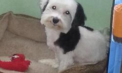 Penny is a 3 yr old Havanese. She is crate/playpen trained and potty pad trained.
Penny is a retired breeding female. She has had 1 litter. Penny was spayed Feb. 20th, UTD on her shots as of Feb. 18th, and recently groomed. She's a very sweet natured