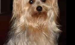 Please help us find our lost dog! 7 year old silky terrier. Slipped out of collar on May 17, 2011 in Sterling, Illinois. Answers to "Buddy"