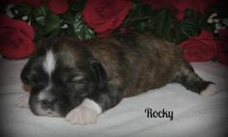 Rocky is an adorable little AKC registered Lhasa Apso puppy. He was born on March 7, 2015 and will come with current vaccinations and worming. This handsome "little fellow" is a darker brown / black than some of his siblings. Also has "white boots" and