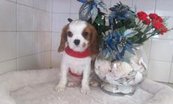Do you think I'm out of this world? If so, then bring me home with you! Hi, There! I'm Rocky! The precious Male AKC King Charles Cavalier! I was born on December 28th, 2013 from a 15 lb mom and a 12 lb dad! A ton of people like me for my name, my silky