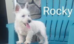 Hey There, I'm Rocky! The loving Male AKC West Highland Terrier! I'm so sweet! I was born on Feb 2, 2016. I've always dreamed of having someone to love me and hold me when I felt lonely! They're asking $750.00 for me which includes a health guarantee.