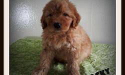 Would you like a friend to play with? Then I'm just the friend you are looking for! Hi, I'm Rocky! The sweetest Male Miniature Goldendoodle that you will ever meet! I was born on March 22nd, 2014 from a 45lb mom and 14lb dad! Many people seem to like me