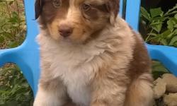Hello There! I'm Rootbeer the handsome merle male Australian Shepherd. I was born on May 10, 2016 and I will be ready to go to my new home around July 4, 2016. I am the most cutest little pup ever. I love to take lap naps and cuddle up with someone.