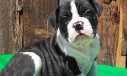 Hello Rosie is a Black Brindle English Bulldog Female she has shots and been wormed and vet check she comes with a 1 year health Guaranteed by contract and puppy package with everything u need for her all she is missing is a loving home to call her own