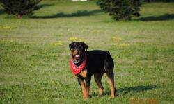 Perfect dog, A man lover, and a child lover. Perfect age to breed he is full blood and ready to stud...Please call 903-229-8916 or 8917....
Male Rottweiller