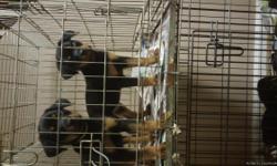 Rottweiler pups 9 weeks shot/wormed $700/$1000 with papers father day speical great pedigree call 443-410-4870