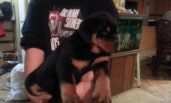 I have a beautiful German bloodline. They have championship lineage from the sire and the dam. We are family owned and operated so our Rottweilers are very social and have wonderful dispositions. Our puppies are raised on a little 5 acre farm in Harrah,