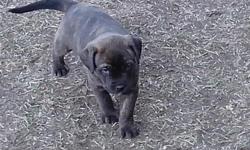 beautiful and will be very big dogs brindle in color both parents a very good natured puppies are very well socializedI live in Loveland Colorado call to set up appointment to come see them