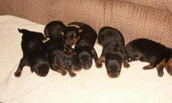 Rottweiler German Champion Blood Lines /AKC Pups &nbsp;
&nbsp;
&nbsp;6 males and 5 females. with health agreement&nbsp;
&nbsp;
&nbsp;
&nbsp;
we are taking deposit on the pups &nbsp;
&nbsp;
&nbsp;
for more pic's & info visit us at WWW.DPROTTWEILERS.COM