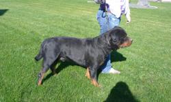 I have AKC&nbsp;German Rottweilers&nbsp;puppies coming in 3 weeks they will be top quaity show dogs&nbsp;long line of champions.&nbsp;Sire is the son of Wasko Vom Mariannenthal&nbsp;II&nbsp;witch is the son of Mambo Von&nbsp;Der Crossener Ranch both are