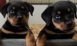 Rottweiler is brave, loyal, obedient, protective, watchful, and strong. It will risk life and limb to defend its family. Rottweilers are powerful and usually serious, requiring frequent attention.text or call us via&nbsp;(469) 301-9482