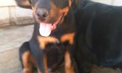 German Rottweiler puppies are for sale! Please contact by text, or call.&nbsp;
-lease contact -