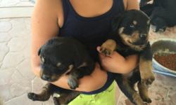 I have 8 cute Rottweiler puppies looking forward to a new home I have 2 female puppies and 6 male puppies the are all friendly and like to play for more information you may call me or text me at (760)912-3161 or at (760)628-6169