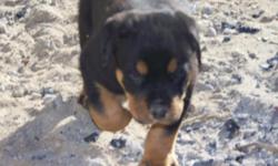 7 week old rotti pups, only 2 left, one male and one femaile, tails docked, declaws removed, first shots, looking for good homes, mother purebred american rot and father purebred german rot.
772-6630