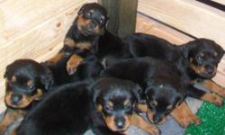 Rottweiler puppies born August 5, 2011. 6 Females available for adoption. Please email EricJulie2010@yahoo.com for pictures and more information or call Eric at 720-397-2275