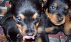ROTTWEILER PUPPIES FOR SALE BORN 4-7-14, FIRST SHOTS, DEWORMED, TAILS DOCKED AND PHYSICALS. I STILL HAVE TWO MALES AND ONE FEMALE. THIS ADD REPOSTED ON 5-17-14 CALL 607-756-4720 CORTLAND, N.Y. 13045