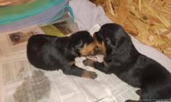 Purebred Rottweiler puppies will be 8 weeks and ready to go on Dec 13. They will have tails docked, dew claws removed, health check and up to date on shots. Males are $700, females are $800, there is a $100 nonrefundable deposit to hold a puppy that will