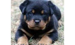ROTTWEILER PUPPIES FOR SALE&nbsp; TEXAS ROTTWEILER&nbsp;&nbsp; -- AKC TOP OF THE LINE&nbsp;&nbsp; -&nbsp; http://www.texasrottweiler.com&nbsp; LOOK&nbsp;&nbsp; THEN