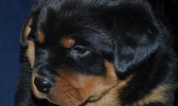 &nbsp;
Web Site:::: EigenauersGermanRottweilers.com
White Boy weighs in @ 15 lbs at 7 weeks old. Nice
SHORT Muzzle, Thick Head, Nice Stocky Body, Deep
Mahogany In Color. You won't go wrong with him.
His pedigree, pictures of his parents and
grandparents