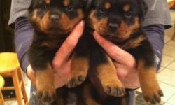 Rottweiler pups,akc reg/big blocky heads,1st s/w, 3 f's, ready now, $700 call --
