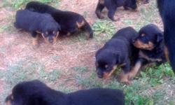 I have some beautiful full blooded ROTTWEILER PUPS for sale 5 females ,2males left going fast the pups will be ready to go tails and 6wks shots included , I will update a pick each week until they reach 6wks July 1,2011 here is a photo at 3weeks taking