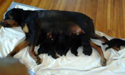 AKC registered Mom and Dad on premises. Rotweiler pups for adoption. &nbsp; pups are about 1 week old and would be ready in about &nbsp;8 weeks. &nbsp; available to good home. call 2026817812
Adoption fee is usd500. &nbsp;there are five boys and three