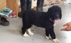 Hallo! I'm Roxy, the female Bernadoodle. I am a designer breed between a Standard Poodle and Bernese Mountain Dog.&nbsp;I'm just so sweet and I can't wait to be part of your loving family.&nbsp;I was born on June 9, 2016. They're asking $850.00 for me!