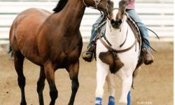 Are you looking for a horse trainer who uses safe, effective and humane techniques to train horses? Are you ready to turn your horses over to a professional who will be honest to you, not overcharge you and stand behind their work? Do you have a young