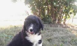 Hi, I'm Sadie! I'm just so adorable and I can't wait to be part of your family. I'm intelligent and loyal. I am a Female Bernadoodle, which is a designer breed between a Standard Poodle and Bernese Mountain Dog. One thing I've always wanted is to be with