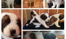 Purebred Female&nbsp;St. Bernard puppies available. They are great family pet to have, very loyal to their owners and great with children. They will be ready to be rehomed by 7/8/14. They will have their first set of shots. For more information and