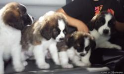 I have 5 beautiful Saint Bernard puppies. They have had their dewclaws removed and their first set of shots and deworming. Mom and Dad are on site. For more info call or text 720-280-9967 or email mcmack2001@comcast. Net