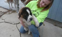 Saint Bernard Puppies, beautifully marked, excellent temperament, shots, wormed, dew claws removed, females long or short hair, $600.00 females, picked up here. We have raised Saints for 53 years&nbsp;