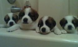 Purebred Saint Bernard puppies. Non Registered 6 females and 2 males. Born 2/25/11. Ready for loving home 4/22/11. First shots and worming. Parents shown in add.