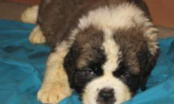 3Bkennel is proud to announce that we are now offering AKC CH Saint pups. We have 2 pet quality femals and
one show male. All of our pups come with a health guarantee, shots and wormings to date. If you would like to see our pets and dogs, please go to