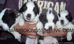 9 WEEKS OLD, FIRST MULTIPLE SHOT, DEWORMED MORE PICTURES AND DETAILS CALL AT......619-408-4214